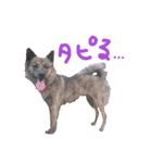 TaiwanDog.jp壹（個別スタンプ：5）