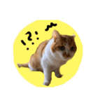 ナナはずっとそばにいるよ（個別スタンプ：3）