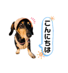 パーシーくん2 by晩寅（個別スタンプ：3）