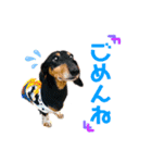 パーシーくん2 by晩寅（個別スタンプ：16）