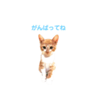 Bisco＆Romeo（個別スタンプ：4）