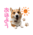 コーギー(ジャック)（個別スタンプ：1）