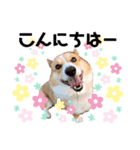 コーギー(ジャック)（個別スタンプ：2）