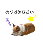 コーギー(ジャック)（個別スタンプ：3）