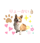 コーギー(ジャック)（個別スタンプ：6）