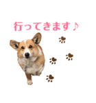 コーギー(ジャック)（個別スタンプ：7）