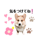 コーギー(ジャック)（個別スタンプ：9）