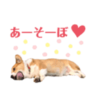 コーギー(ジャック)（個別スタンプ：15）