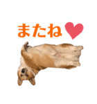 コーギー(ジャック)（個別スタンプ：16）