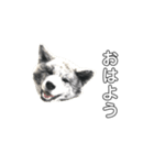 ライトワーカー犬さくら2（個別スタンプ：2）