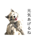 ライトワーカー犬さくら2（個別スタンプ：4）
