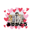 イタグレ 楽（らく）NO2（個別スタンプ：16）