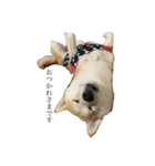 柴犬ユッズ6（個別スタンプ：1）