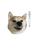 柴犬ユッズ6（個別スタンプ：2）