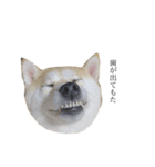 柴犬ユッズ6（個別スタンプ：3）