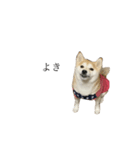 柴犬ユッズ6（個別スタンプ：5）