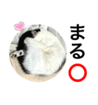 トラチワちゃん☆♡♡♡（個別スタンプ：2）