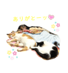 トラチワちゃん☆♡♡♡（個別スタンプ：3）