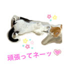 トラチワちゃん☆♡♡♡（個別スタンプ：7）
