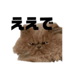 うちのねこ①（個別スタンプ：1）