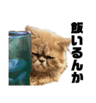 うちのねこ①（個別スタンプ：2）
