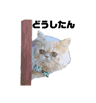 うちのねこ①（個別スタンプ：6）