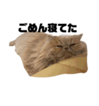 うちのねこ①（個別スタンプ：9）
