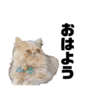 うちのねこ①（個別スタンプ：13）