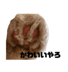 うちのねこ①（個別スタンプ：21）