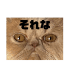 うちのねこ①（個別スタンプ：22）