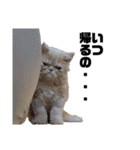 うちのねこ①（個別スタンプ：33）