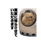 うちのねこ①（個別スタンプ：34）