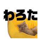 うちのねこ①（個別スタンプ：38）