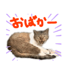 野良ニャンズ（個別スタンプ：10）