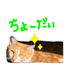 野良ニャンズ（個別スタンプ：11）