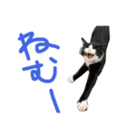 野良ニャンズ（個別スタンプ：12）