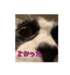 ハチワレ金ちゃんパワー6（個別スタンプ：4）