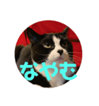ハチワレ金ちゃんパワー6（個別スタンプ：7）