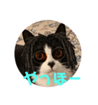 ハチワレ金ちゃんパワー6（個別スタンプ：9）