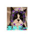 ハチワレ金ちゃんパワー6（個別スタンプ：10）