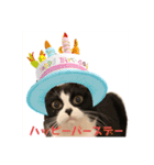 ハチワレ金ちゃんパワー6（個別スタンプ：13）