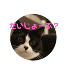 ハチワレ金ちゃんパワー6（個別スタンプ：16）