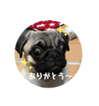 パグのメル〜日常編〜（個別スタンプ：1）