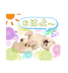 白ぽめしあん日常（個別スタンプ：1）