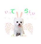白ぽめしあん日常（個別スタンプ：5）