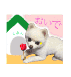 白ぽめしあん日常（個別スタンプ：8）