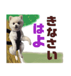 白ぽめしあん日常（個別スタンプ：9）
