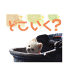 白ぽめしあん日常（個別スタンプ：13）