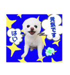白ぽめしあん日常（個別スタンプ：17）