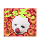 白ぽめしあん日常（個別スタンプ：20）